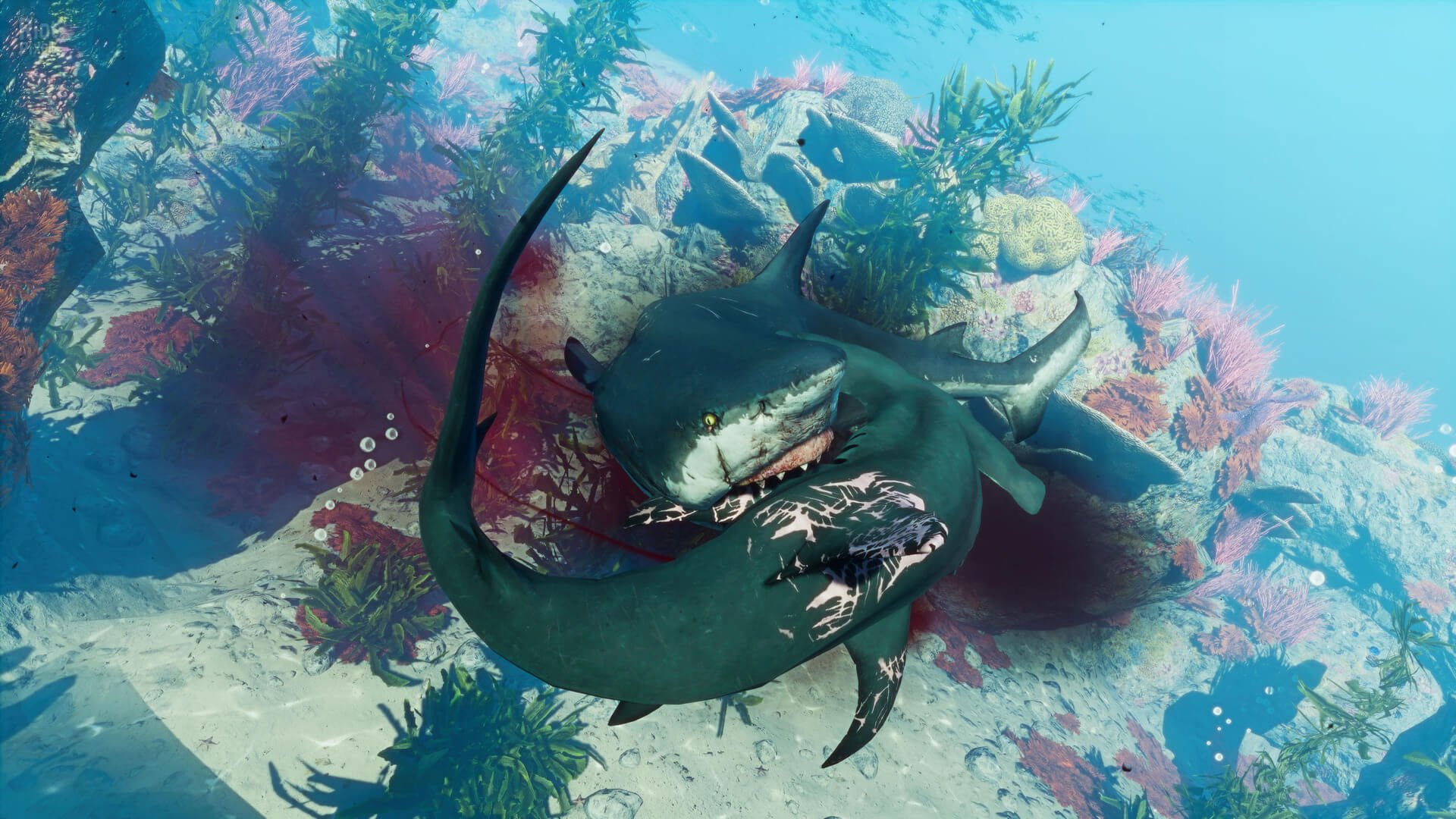 [9]-Maneater: Apex Edition, v431513 (DRM-free) + Truth Quest DLC Download