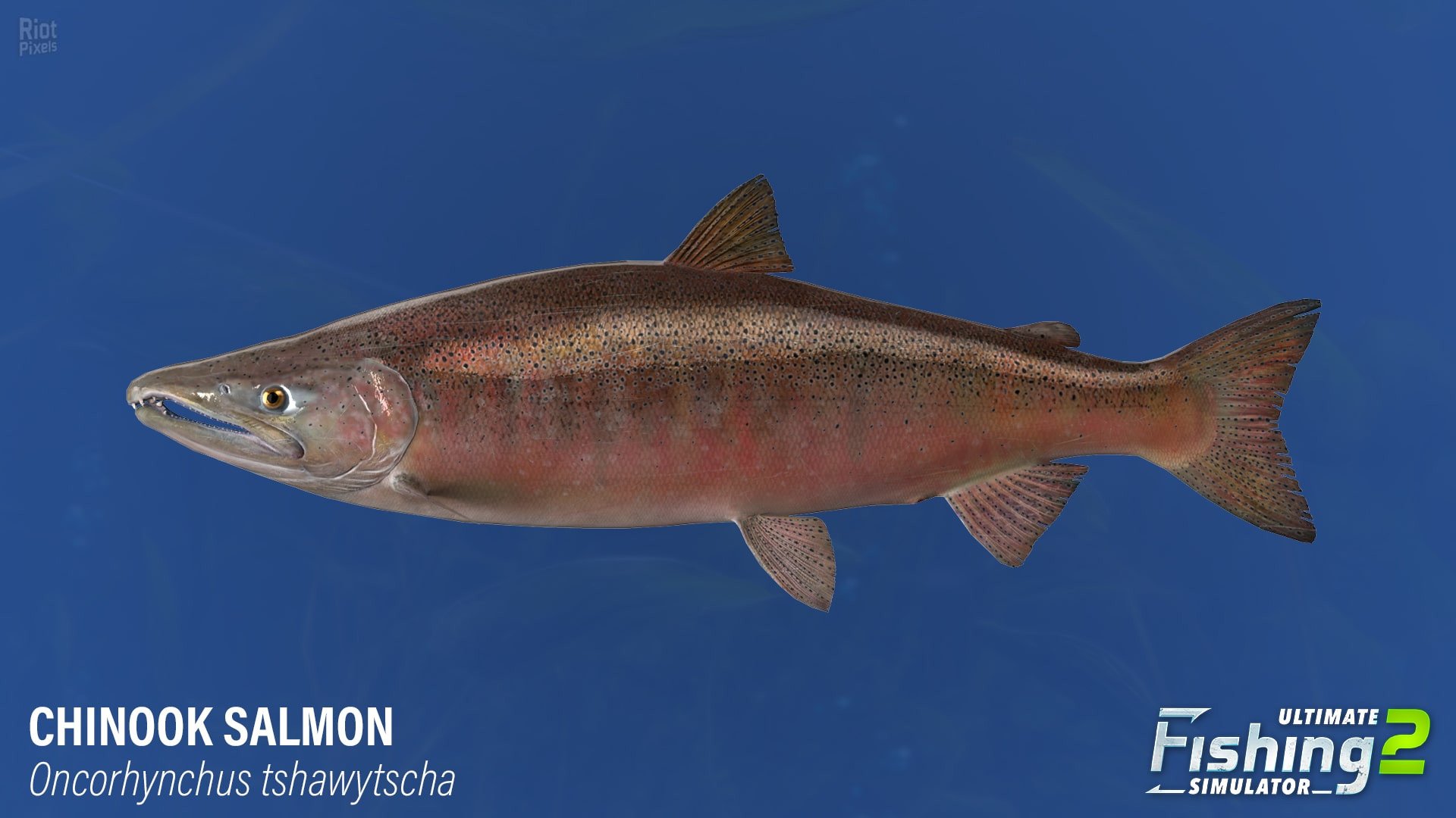 [19]-Ultimate Fishing Simulator 2 – v1.25.05.09.3975 Download