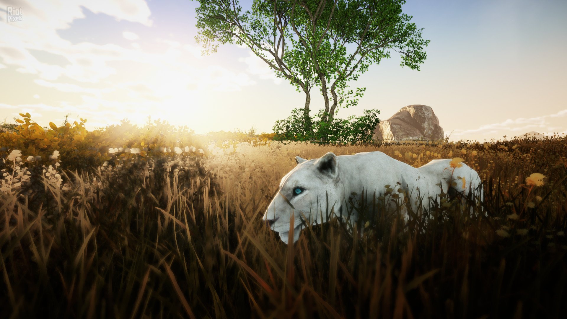 [16]-Animallica Download