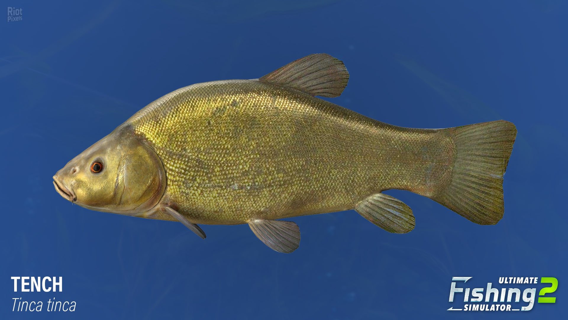 [24]-Ultimate Fishing Simulator 2 – v1.25.05.09.3975 Download