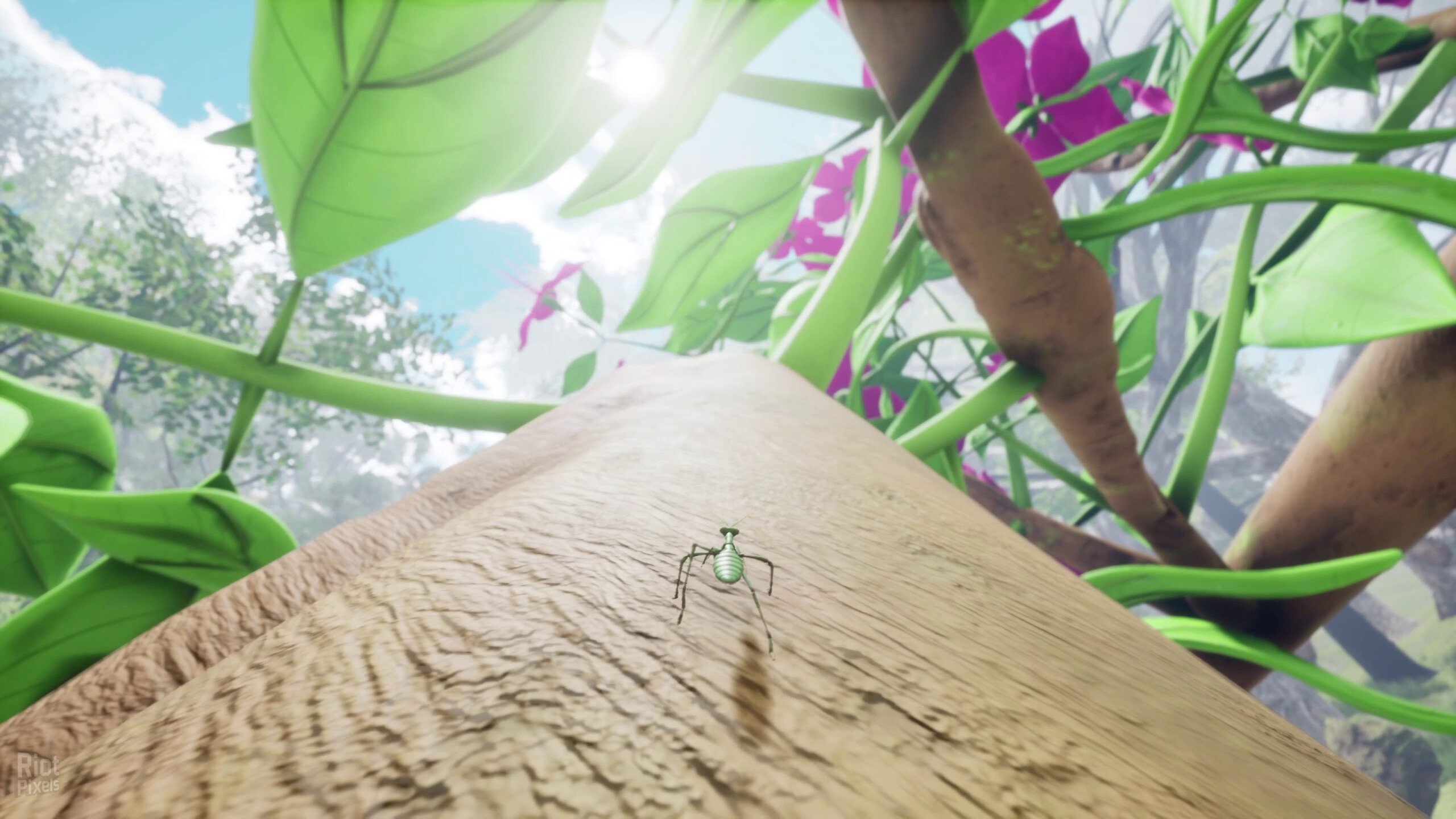 [5]-Nature & Life: Drunk On Nectar + Bonus Soundtrack Download