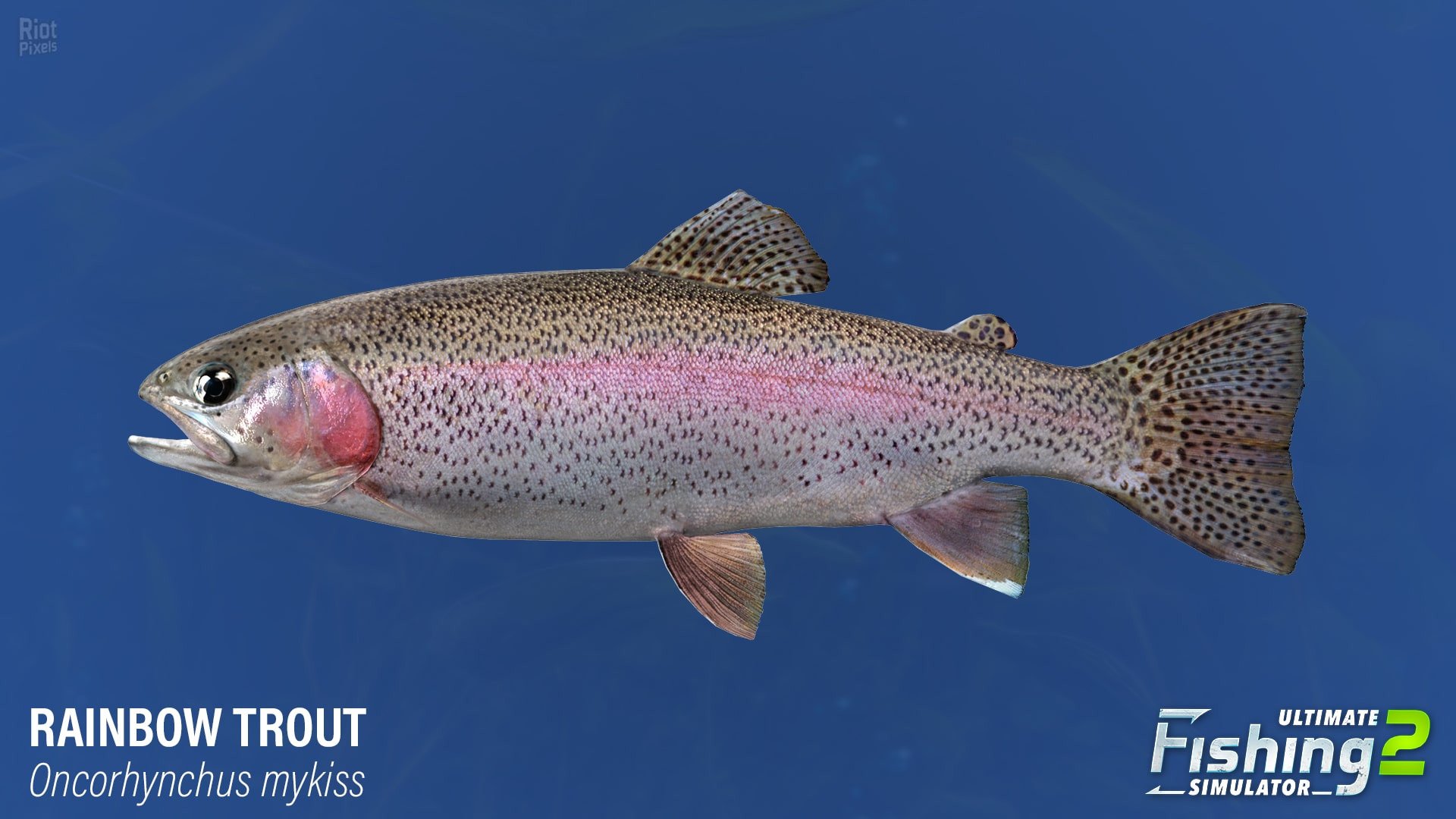 [25]-Ultimate Fishing Simulator 2 – v1.25.05.09.3975 Download