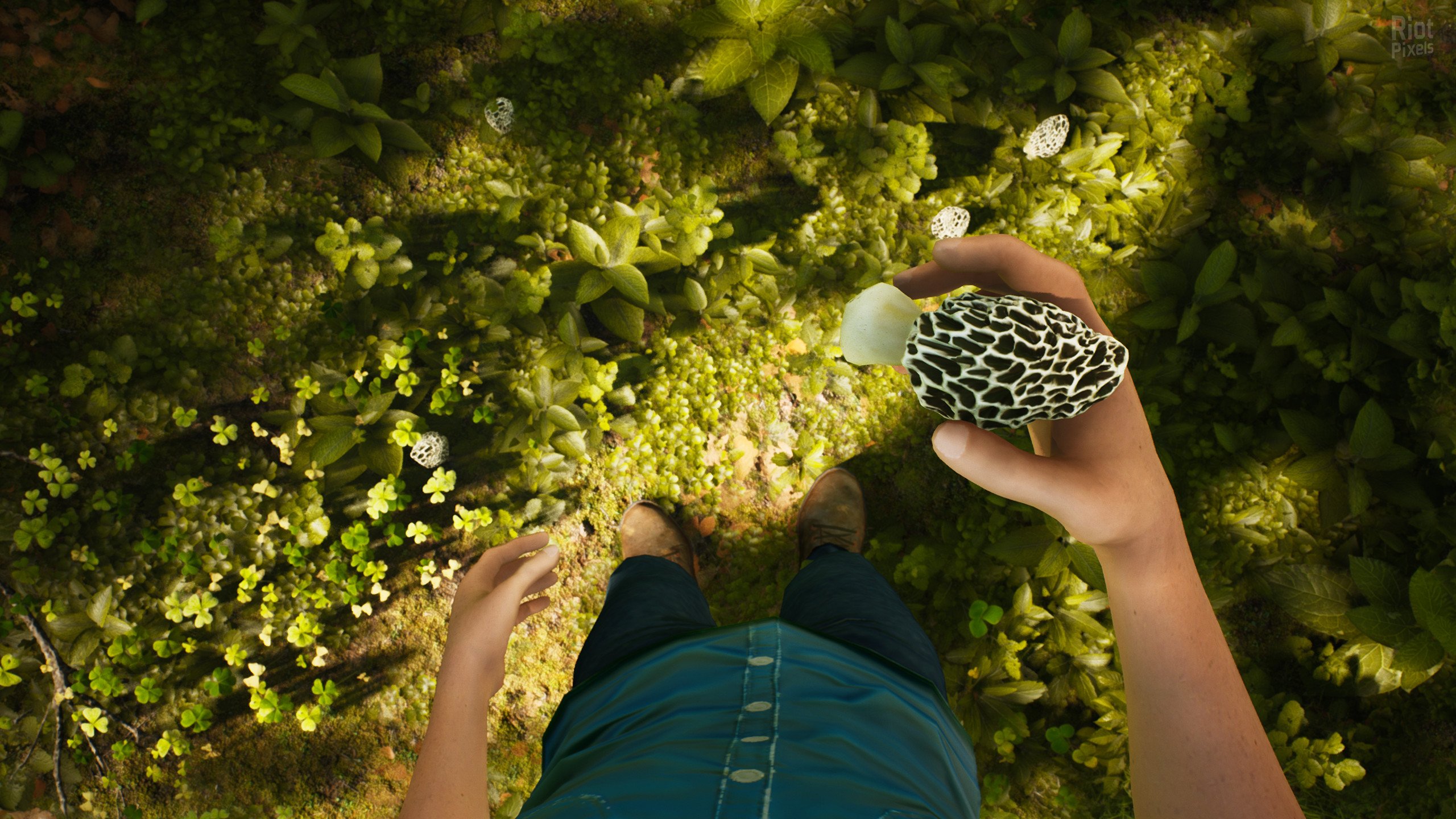 [9]-Morels: The Hunt Download