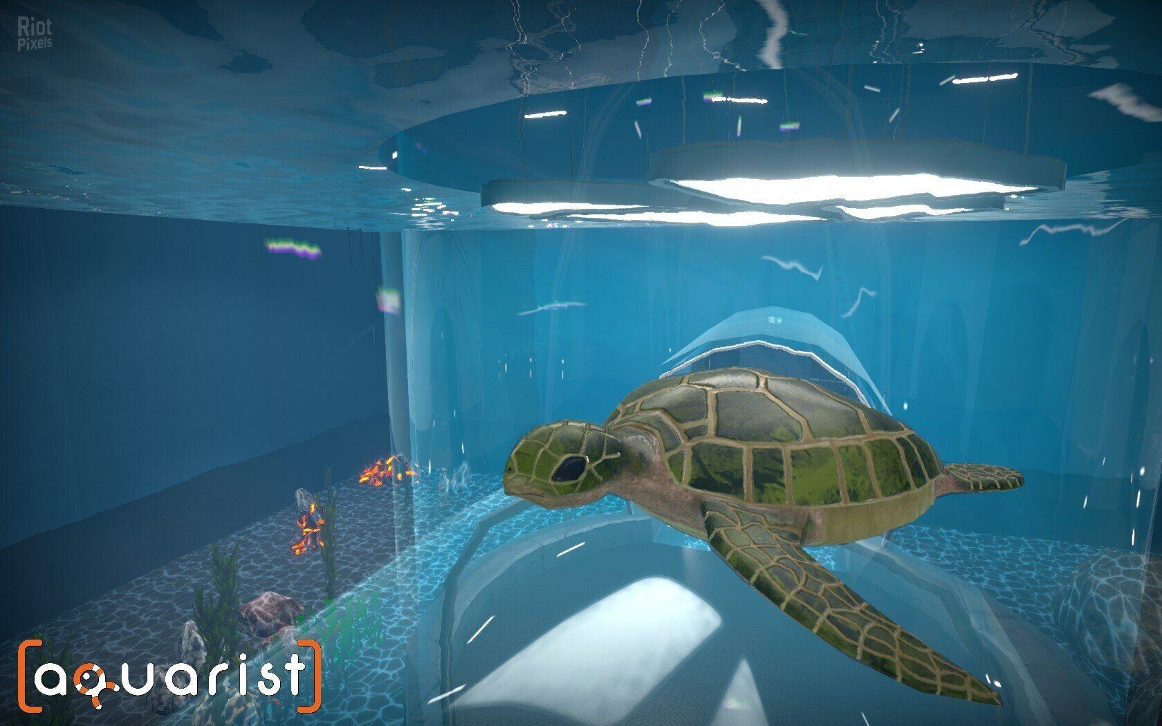 [8]-Aquarist: Full Experience Bundle – Build 20830229 + 5 DLCs Download